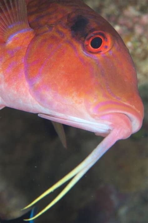 オジサンってどんな魚！？ババアって名前の魚もいるの！？変な。